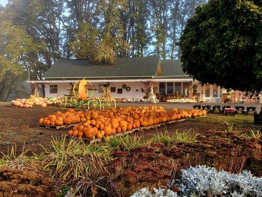 Already picked pumpkins