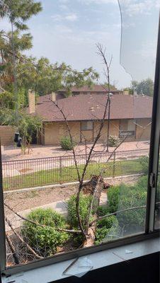 Broken window from fallen tree