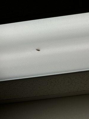 dead cockroach in the ceiling light