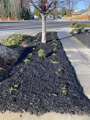 planted ground cover which will spread out quickly :-)