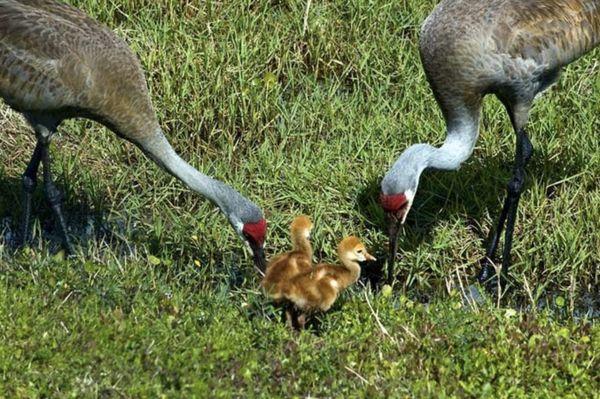 Baby Sand cranes