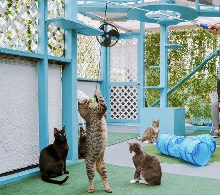 Catio