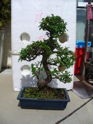 special elm tree bonsai