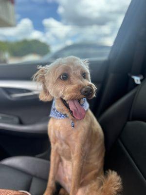 Sweet Jack happy after getting groomed!