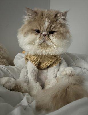 Persian Cat Lion Cut