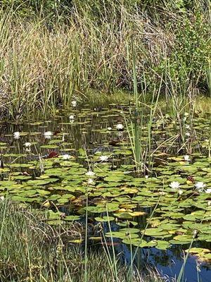 I even saw a small alligator in Alligator Alley!