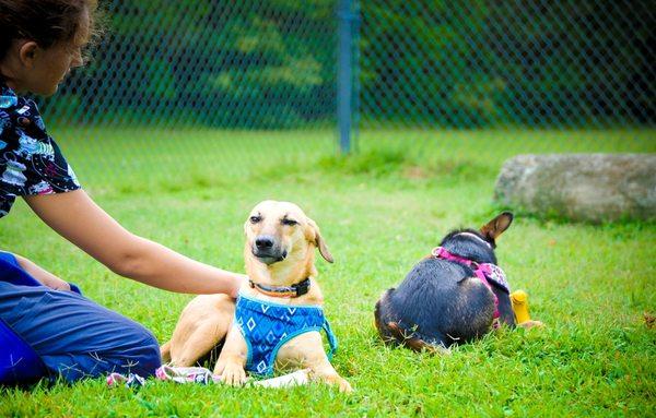 Relaxing in the yard