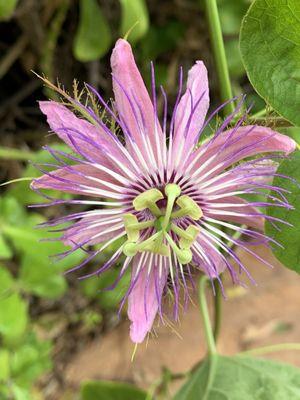 Passion fruit flower