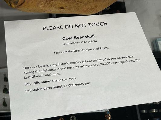 Description of Cave Bear Skull