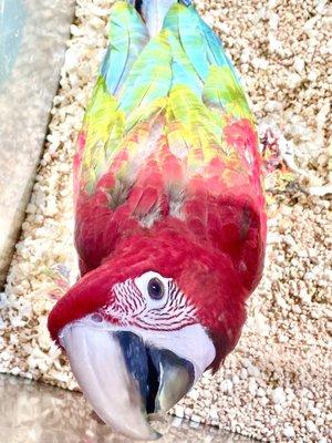 Beautiful macaw.