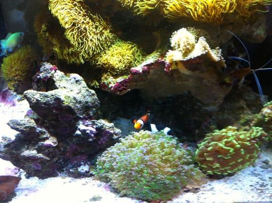 Beautiful fish tank in the waiting area while mummy and daddy get their teeth cleaned