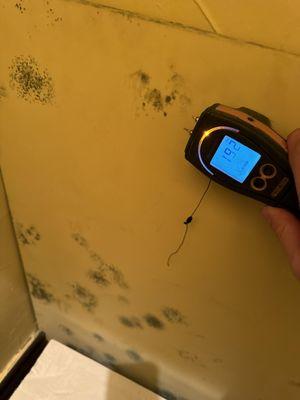 Mold on drywall. The moisture meter reads 19.2% wet.