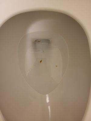 Crap stains in the toilet