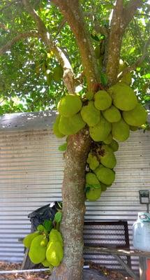 Jackfruit tree