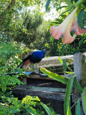 One of the many peacocks roaming the land