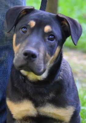 Bruno is a 4mo male rottweiler mix puppy who was rescued as a stray in rural Mississippi.  Friendly, well-socialized, loving puppy.