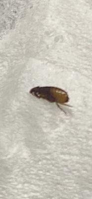 Another flea retrieved from Patio