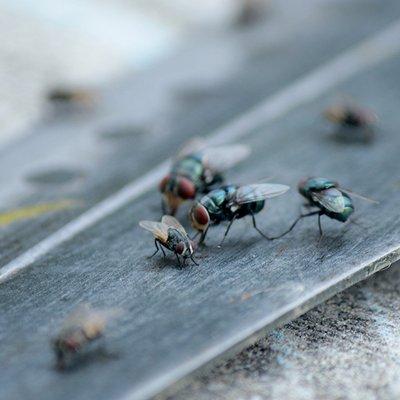 Blow flies, also known as Carrion Flies or Bottle flies, resting on wood