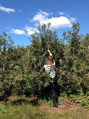 The best of the best, Macintosh apples at Clarkdale!