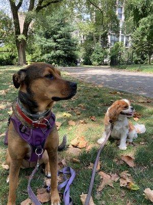 Join our small pack walks to enjoy outdoor time and encourage socialization!