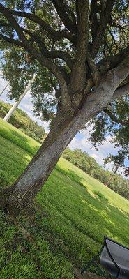 Tree with mold