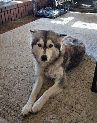 Stormy waiting to go on transport to her Rescue.