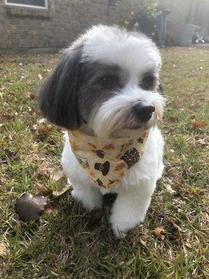 Poppy loves her friends at Village Animal Clinic