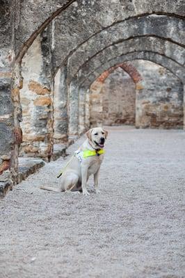 Graduate Dog in Harness