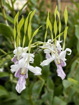 Antelope dendrobium