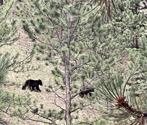 Two of the four Bears that pulled the garbage apart.