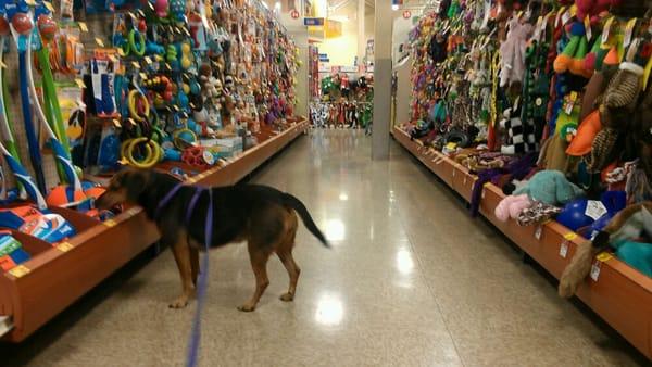 Molly checking out the toys