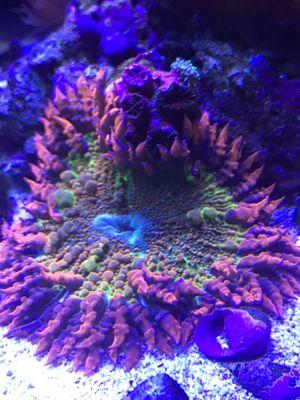 Happy Customer with a rainbow rock flower Nem. Coral has been with our client for the past 4 years