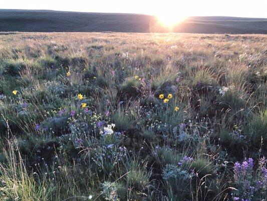 Zumwalt prairie