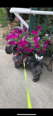 Addie, Scottish terrier after grooming.