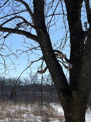 Deer hoof (??) and bones hanging in a tree...