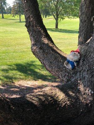 Beautiful old oak trees line the course.