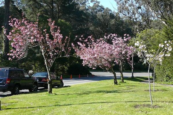 Cherry Blossoms across the street from Rhododendron Island