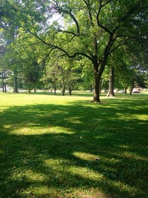 Many shade trees