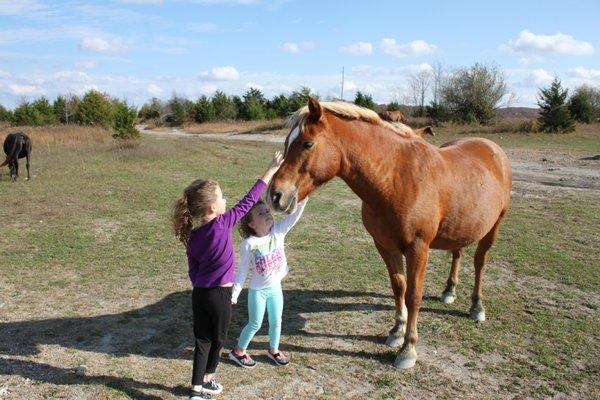 Appalachian Horse Project