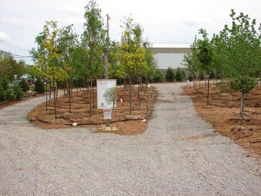 Large selection of shade, onramental, & evergreen trees