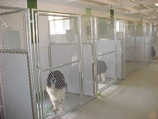 Spacious clean kennels with individual outside runs