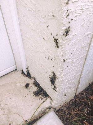 Swarming carpenter ants