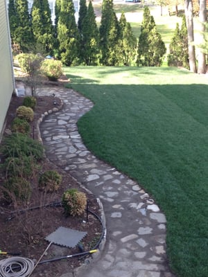 Black Beauty Tall Fescue Sod Lawn Installed by Nature's Choice Lawn care \ DBA Armando's landscaping LLC of Trumbull Ct.