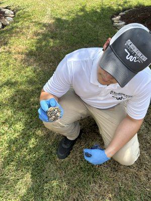 Wasp Nest Removal