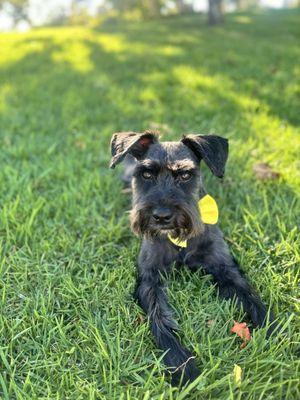 MY ALLIE GIRL ( BLACK MINI SCHNAUZER GURL)