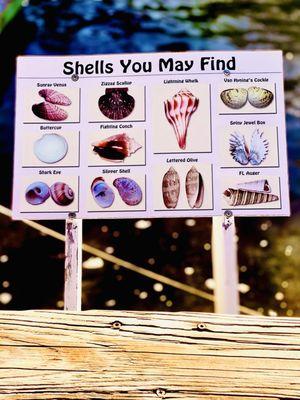 "Shells you may find on SPB"