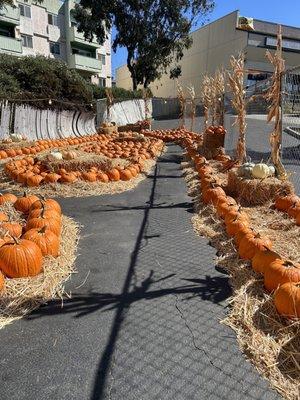 pumpkin patch