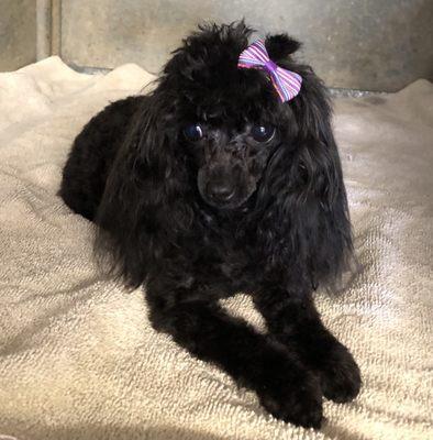 Bella a tiny 3 pound poodle groomed at Dirty Dawg Pet Spa!