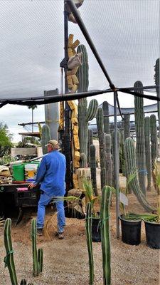 20180421 Mining Saguaros at Old Pueblo Cactus in Tucson