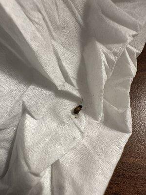 Cockroach from Uber the microwave!!